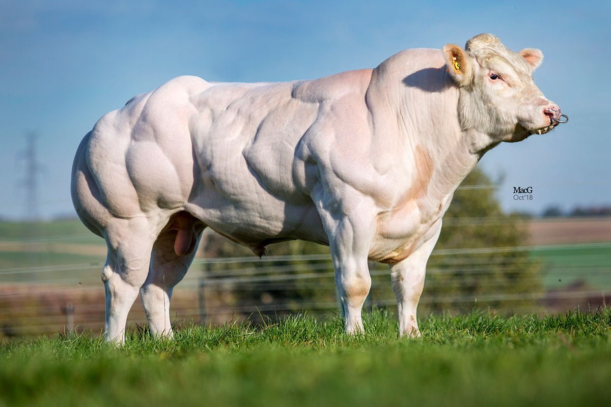 Taureau Blanc Bleu Belge